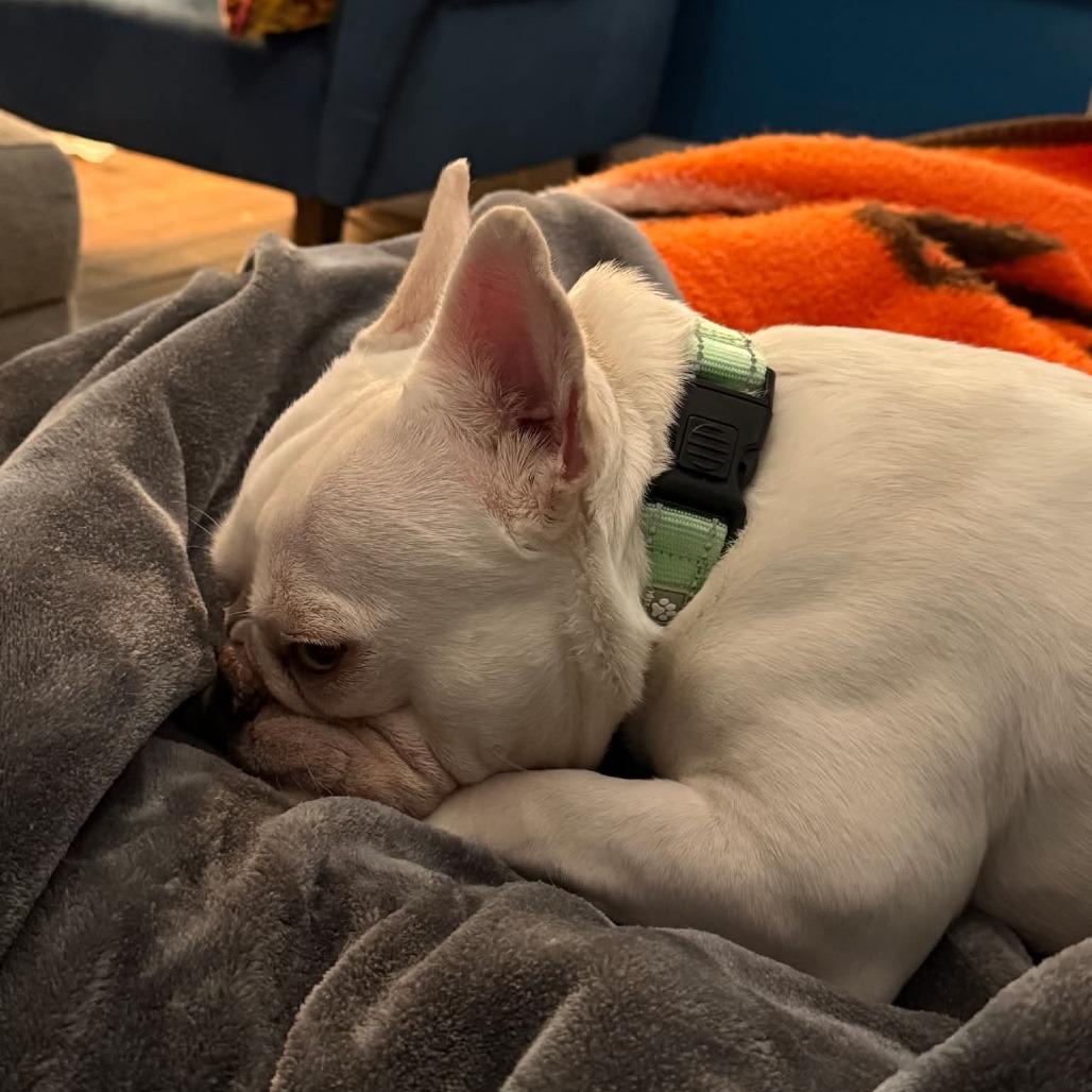 Enlarge Snow Bunny, a Adoptable French Bulldog in Huber Heights, OH image 2/3