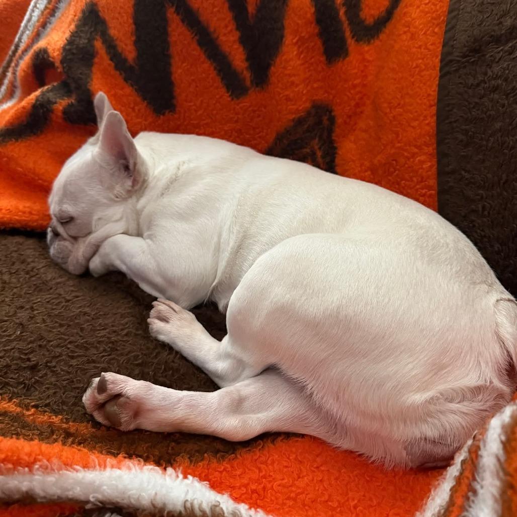 Enlarge Snow Bunny, a Adoptable French Bulldog in Huber Heights, OH image 3/3