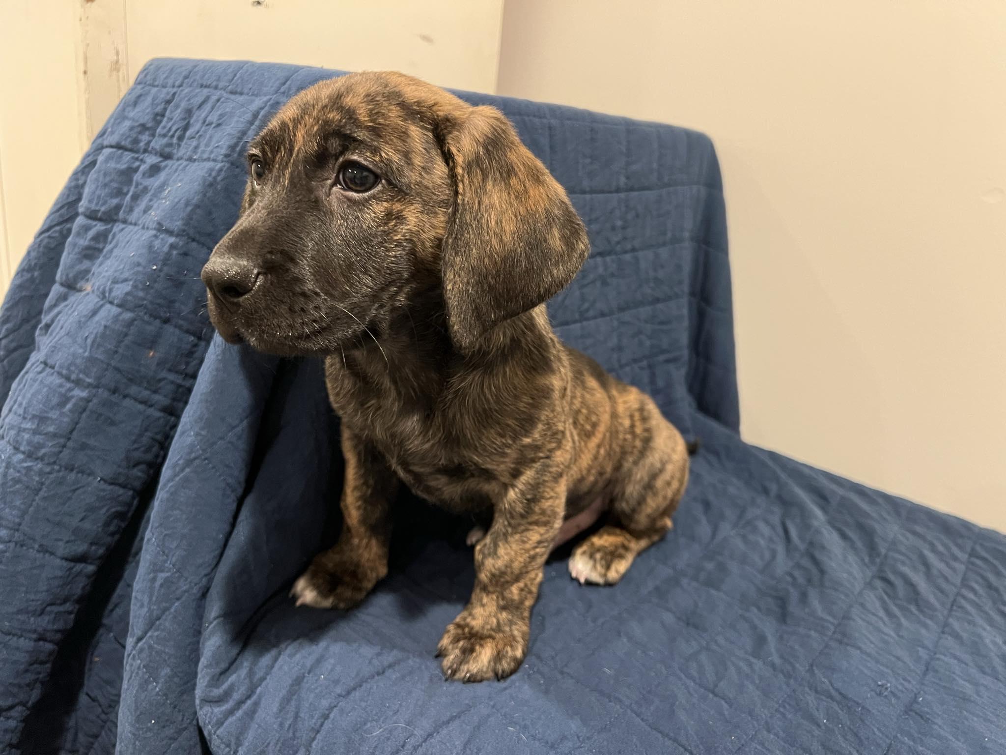 Winston, Adopted, Puppy Male Hound & Dachshund.