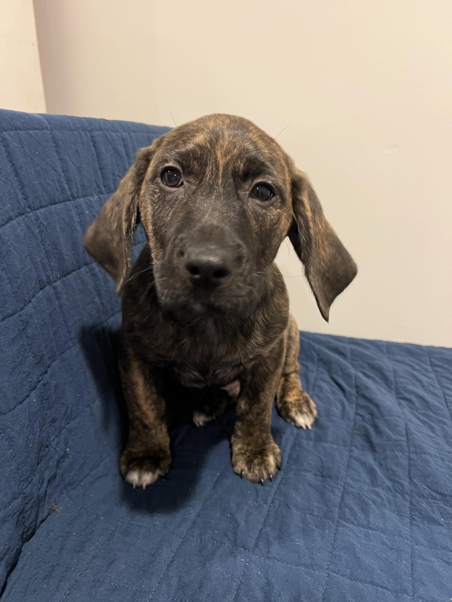 Enlarge Winston, a Adopted mixed breed in Moosup, CT image 3/5