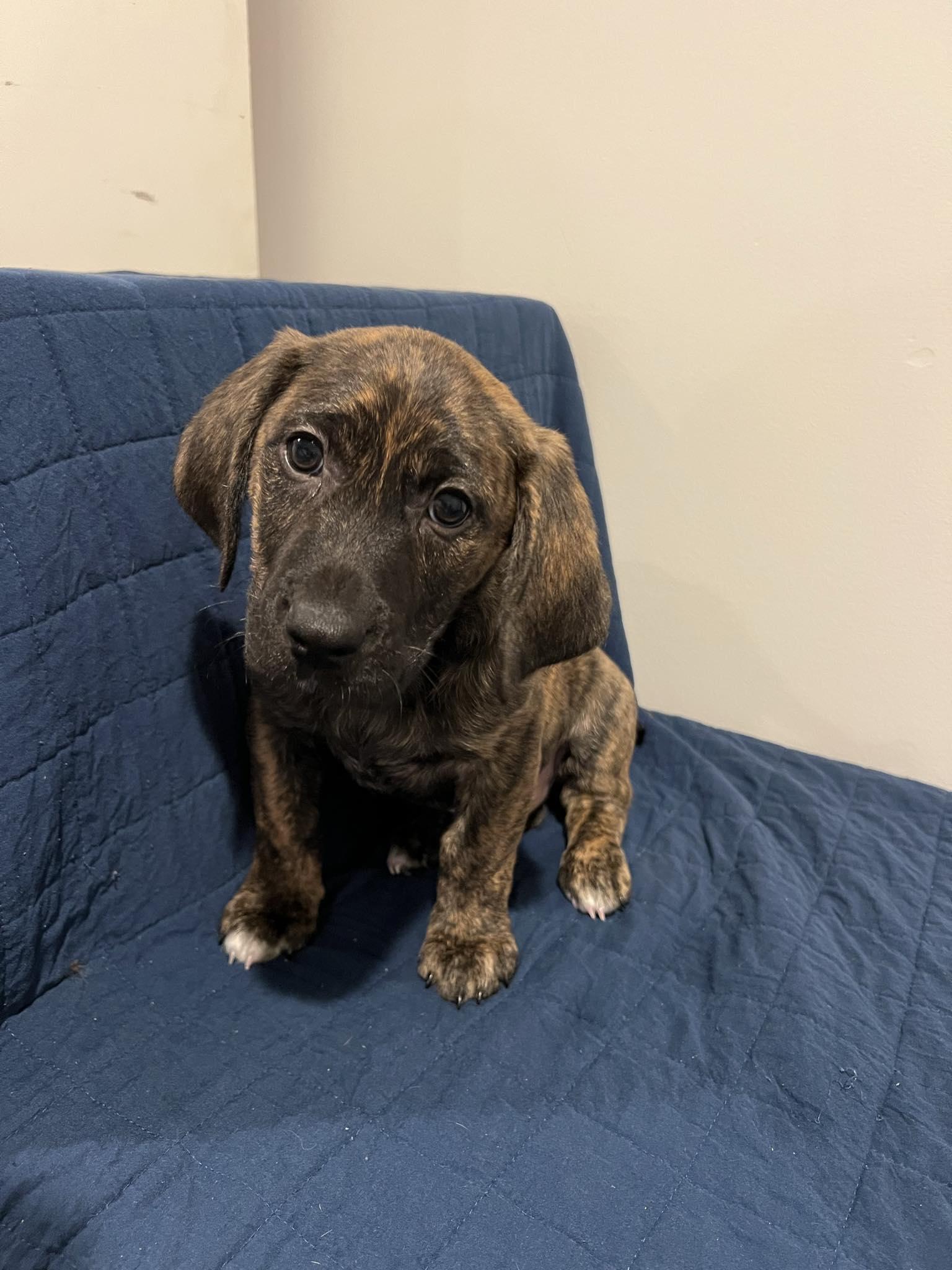 Enlarge Winston, a Adopted mixed breed in Moosup, CT image 5/5