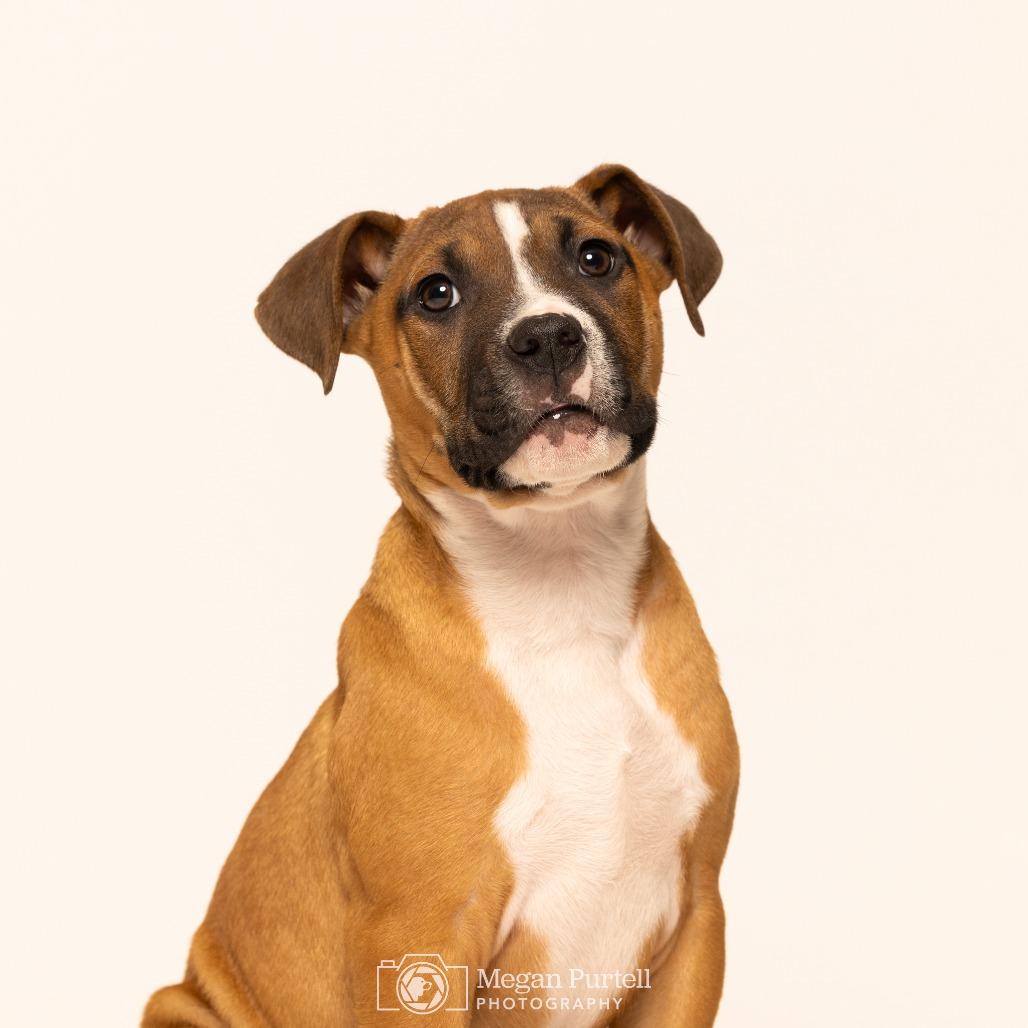 Enlarge Dash, a Adoptable mixed breed in Chantilly, VA image 1/6