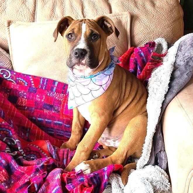 Dash, Adoptable, Young Male Boxer & Mastiff.