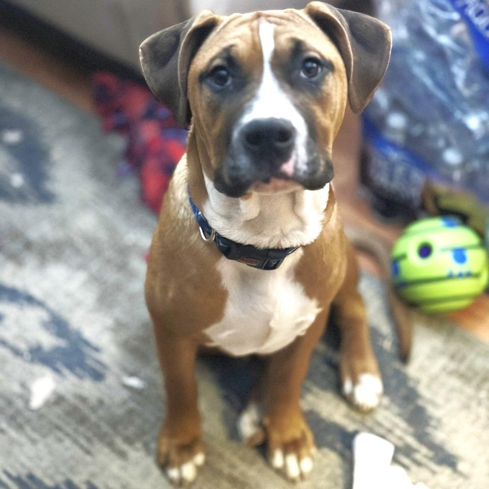 Dash, Adoptable, Young Male Boxer & Mixed Breed.