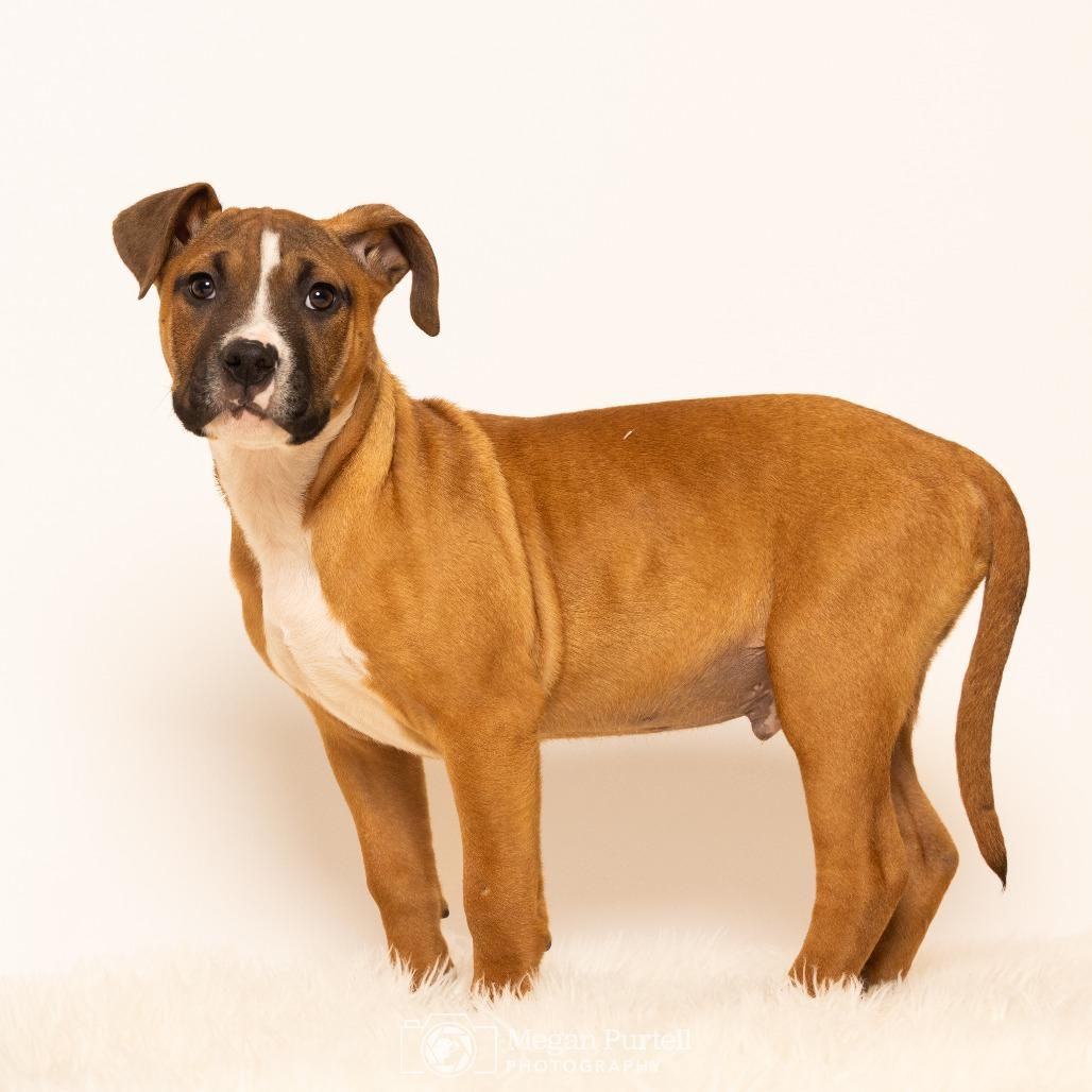 Enlarge Dash, a Adoptable mixed breed in Chantilly, VA image 4/6