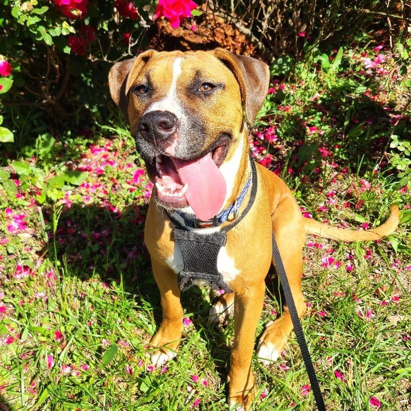 Dash, a Adoptable mixed breed in Chantilly, VA image 4/6