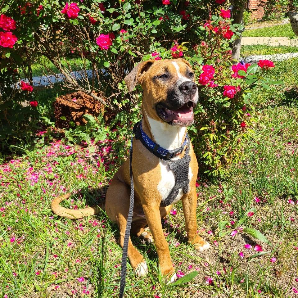 Dash, a Adoptable mixed breed in Chantilly, VA image 5/6