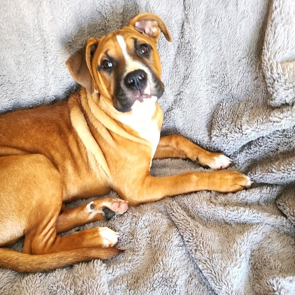 Dash, a Adoptable mixed breed in Chantilly, VA image 6/6