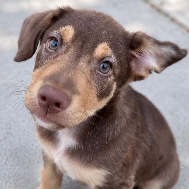 Enlarge Sheldon, a Adoptable mixed breed in Fort Collins, CO image 1/2