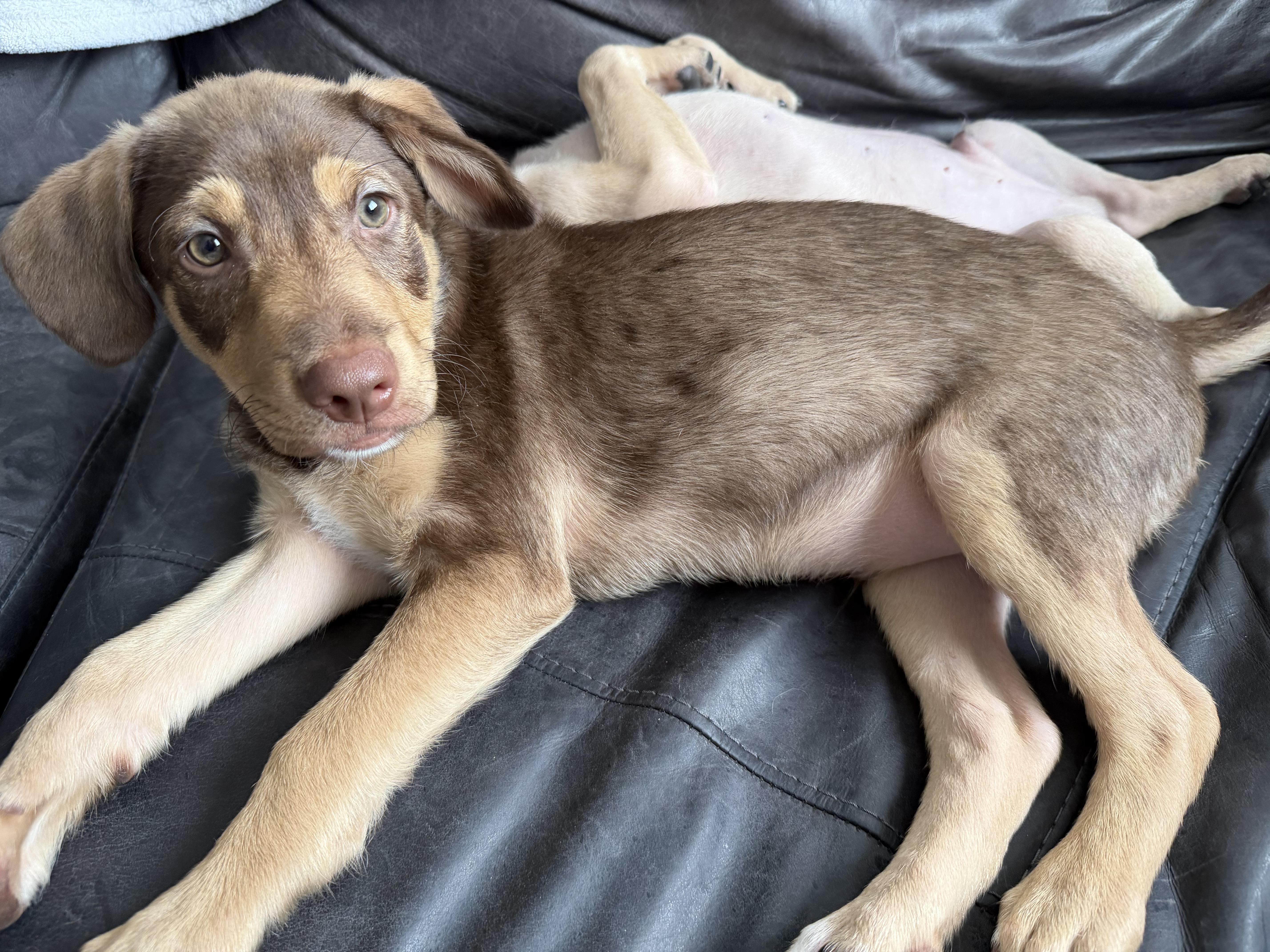Enlarge Sheldon, a Adoptable mixed breed in Fort Collins, CO image 2/2