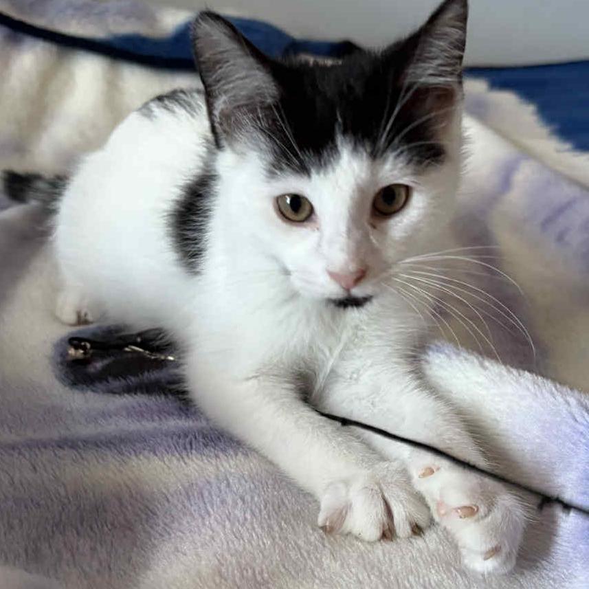 Vermouth – A Snuggly & Playful Buddy!