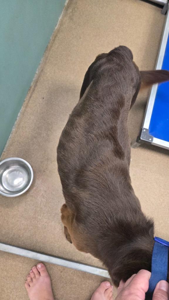 Enlarge Rover, a Adopted mixed breed in Pratt, KS image 1/2