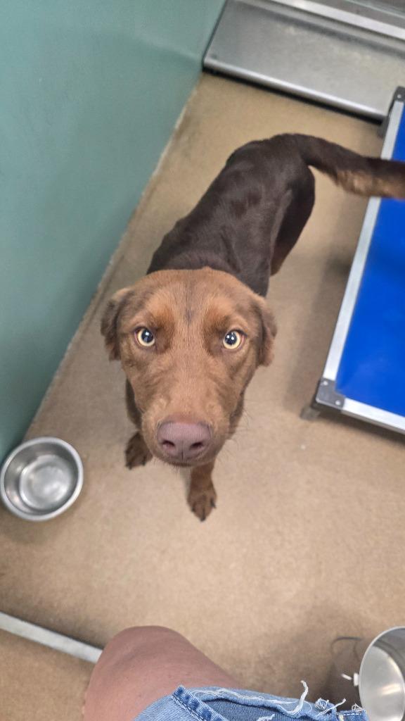 Enlarge Rover, a Adopted mixed breed in Pratt, KS image 2/2