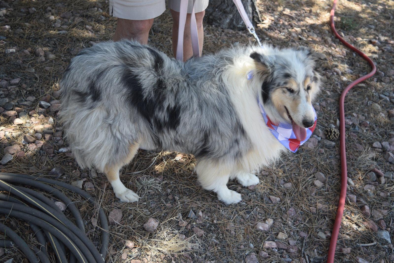 Enlarge Laina, a Adoptable Collie in Pueblo West, CO image 1/2
