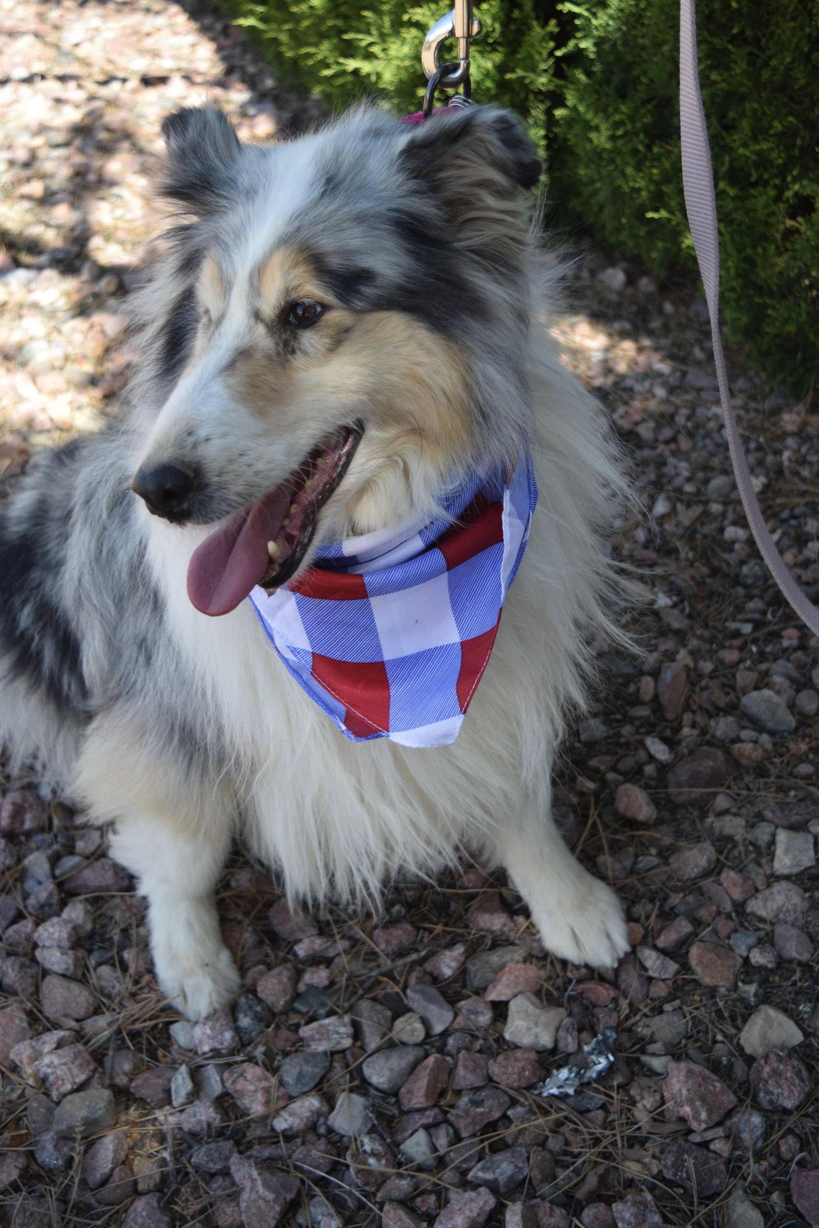 Enlarge Laina, a Adoptable Collie in Pueblo West, CO image 2/2