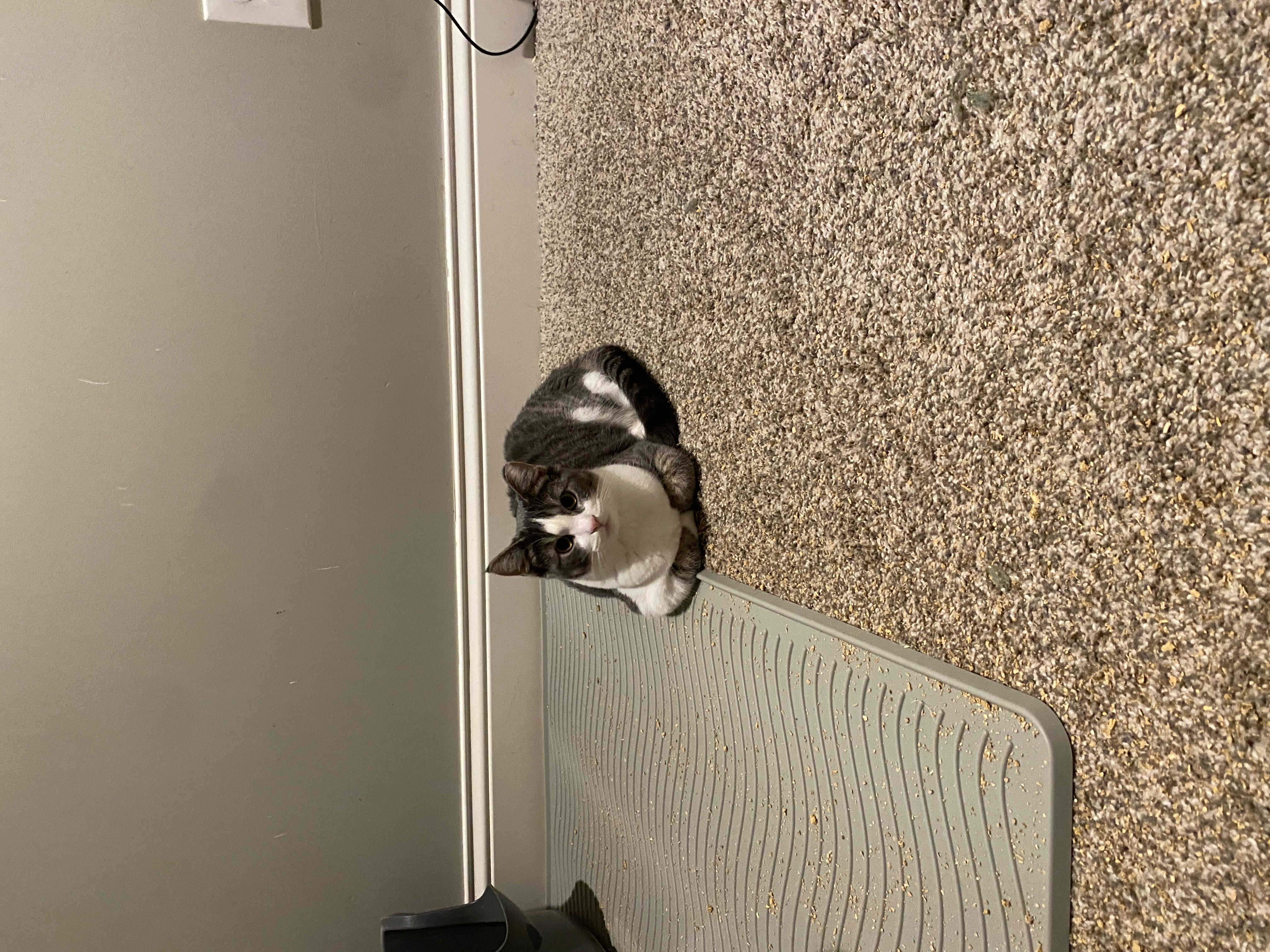 Enlarge Missy, a Adopted Domestic Short Hair in Crystal, MN image 5/6