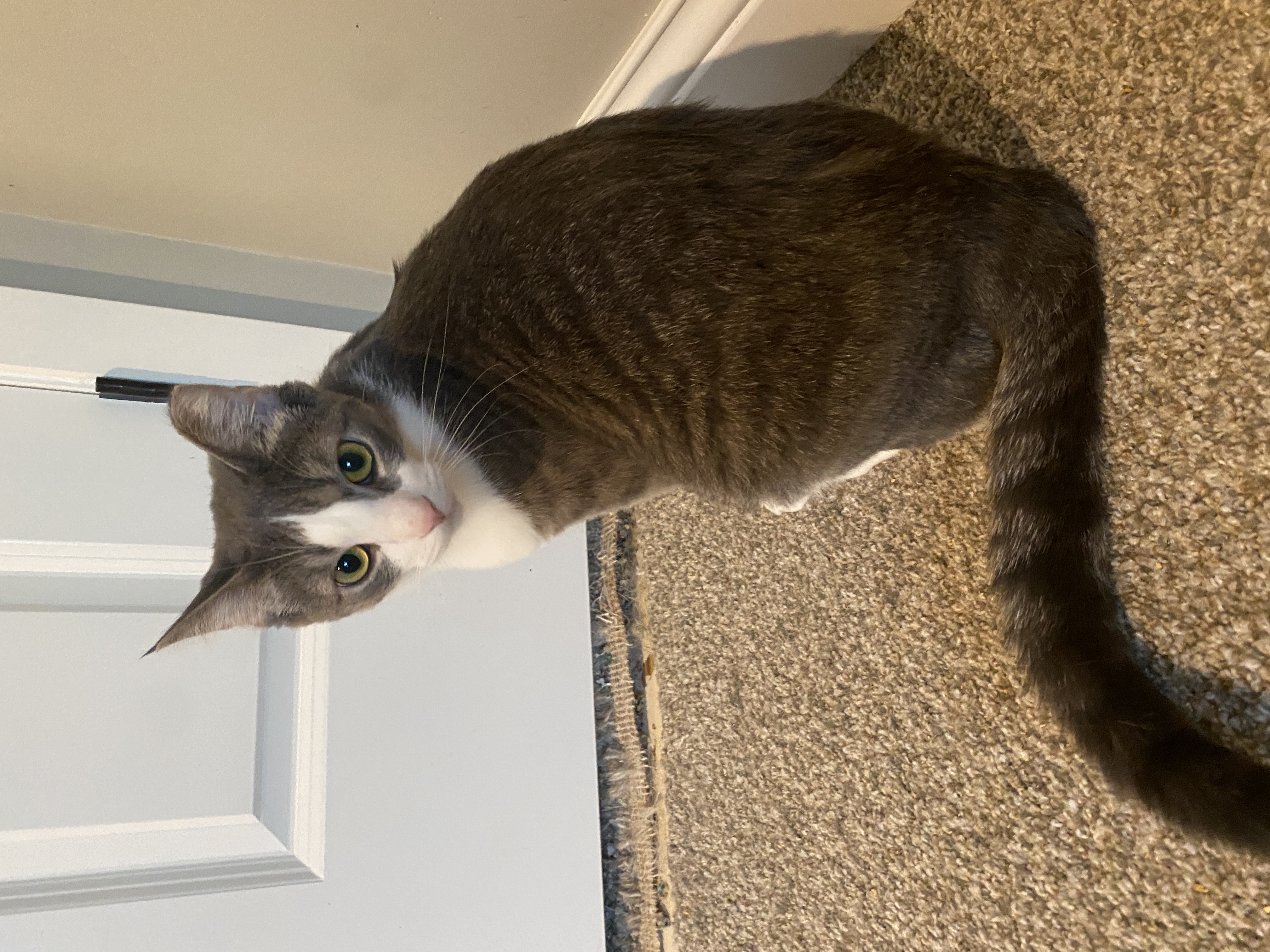 Enlarge Missy, a Adopted Domestic Short Hair in Crystal, MN image 3/6