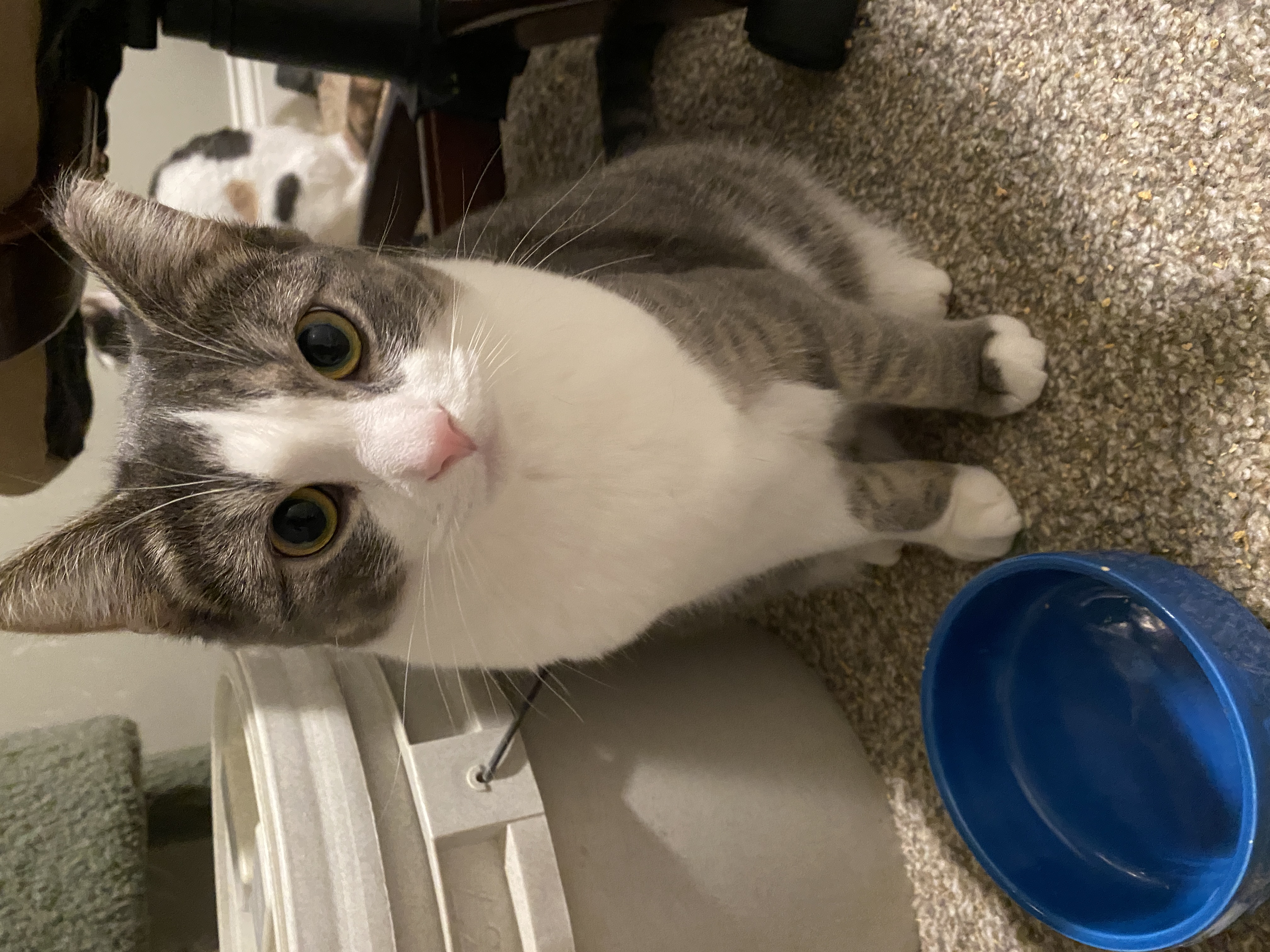 Enlarge Missy, a Adopted Domestic Short Hair in Crystal, MN image 6/6