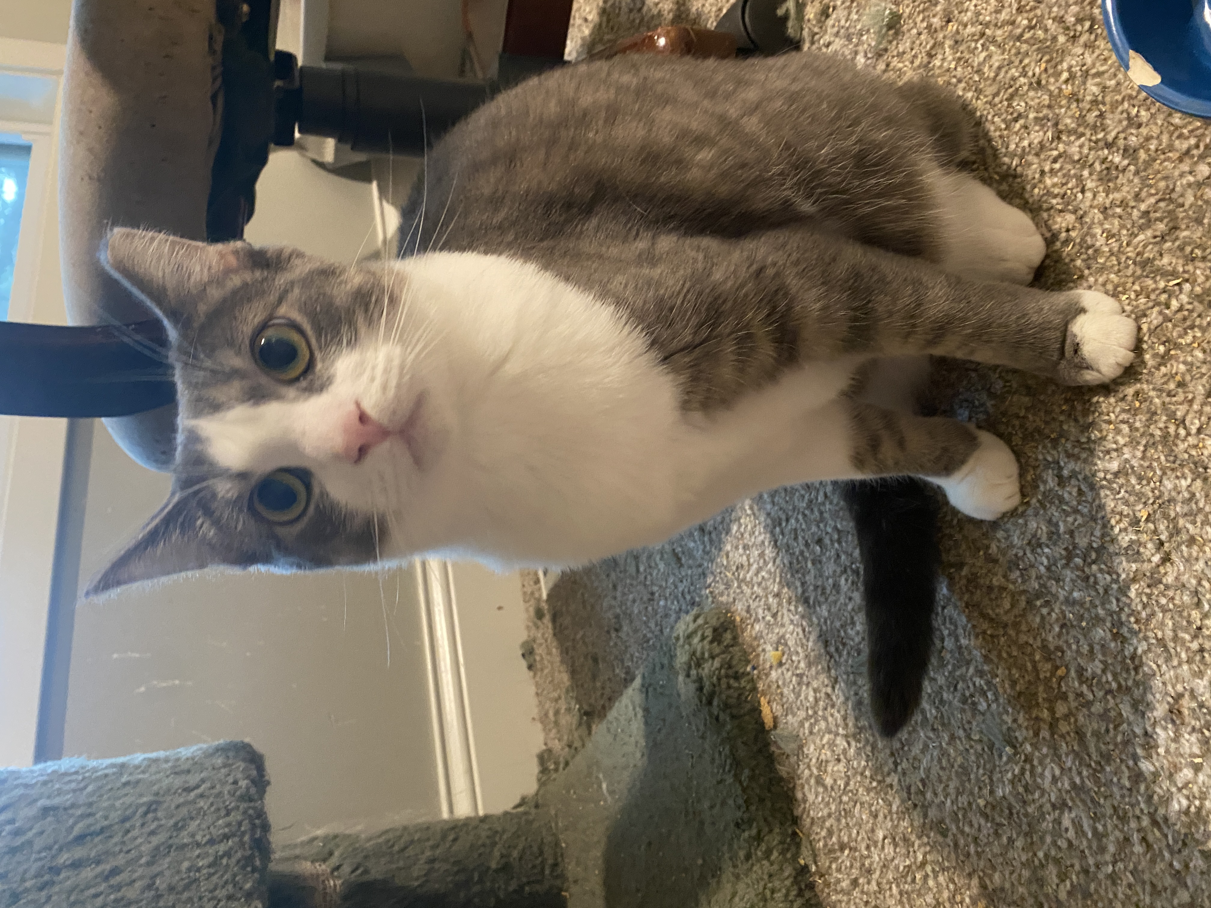 Enlarge Missy, a Adopted Domestic Short Hair in Crystal, MN image 4/6