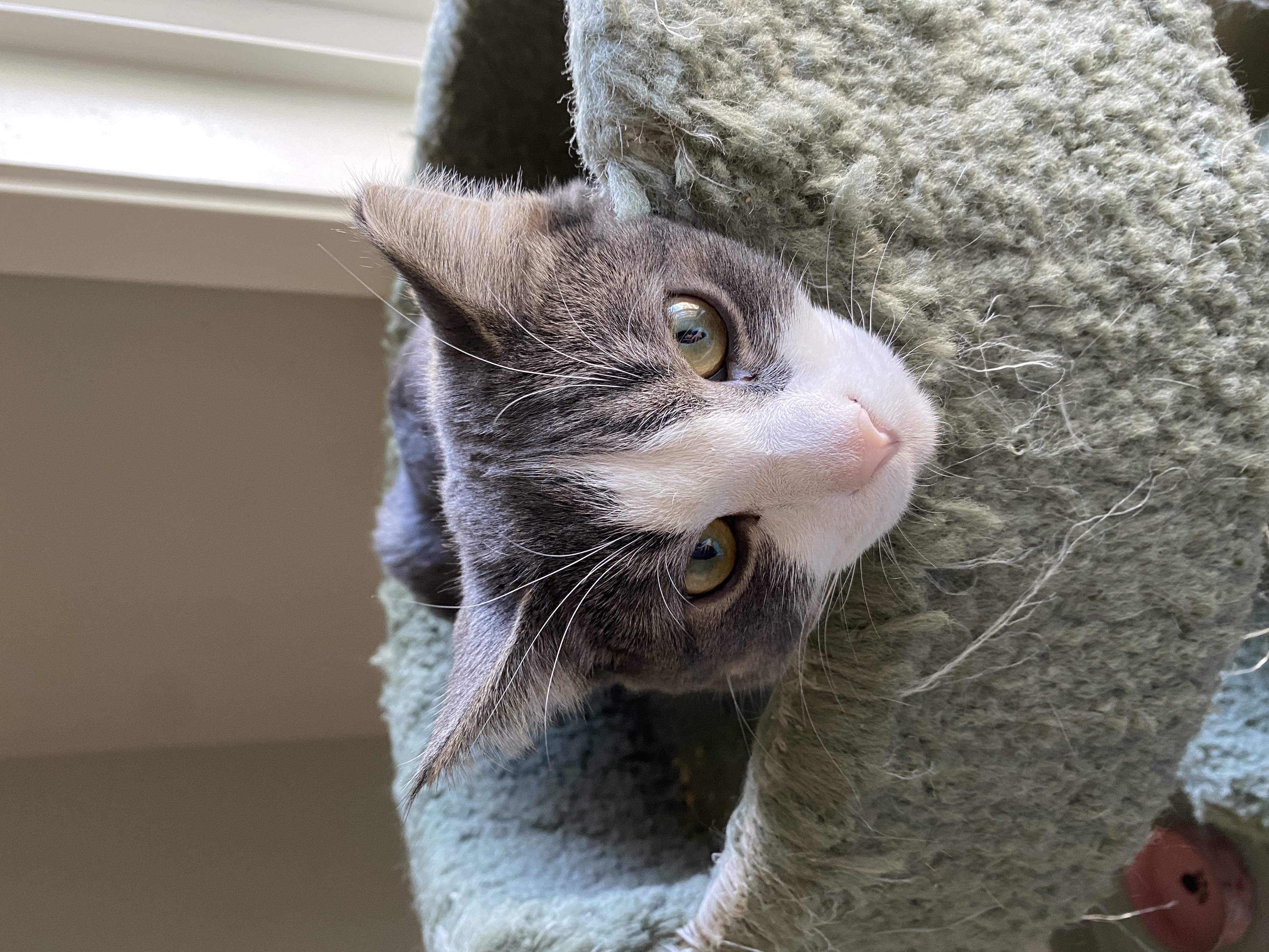 Missy, Adopted, Young Female Domestic Short Hair.