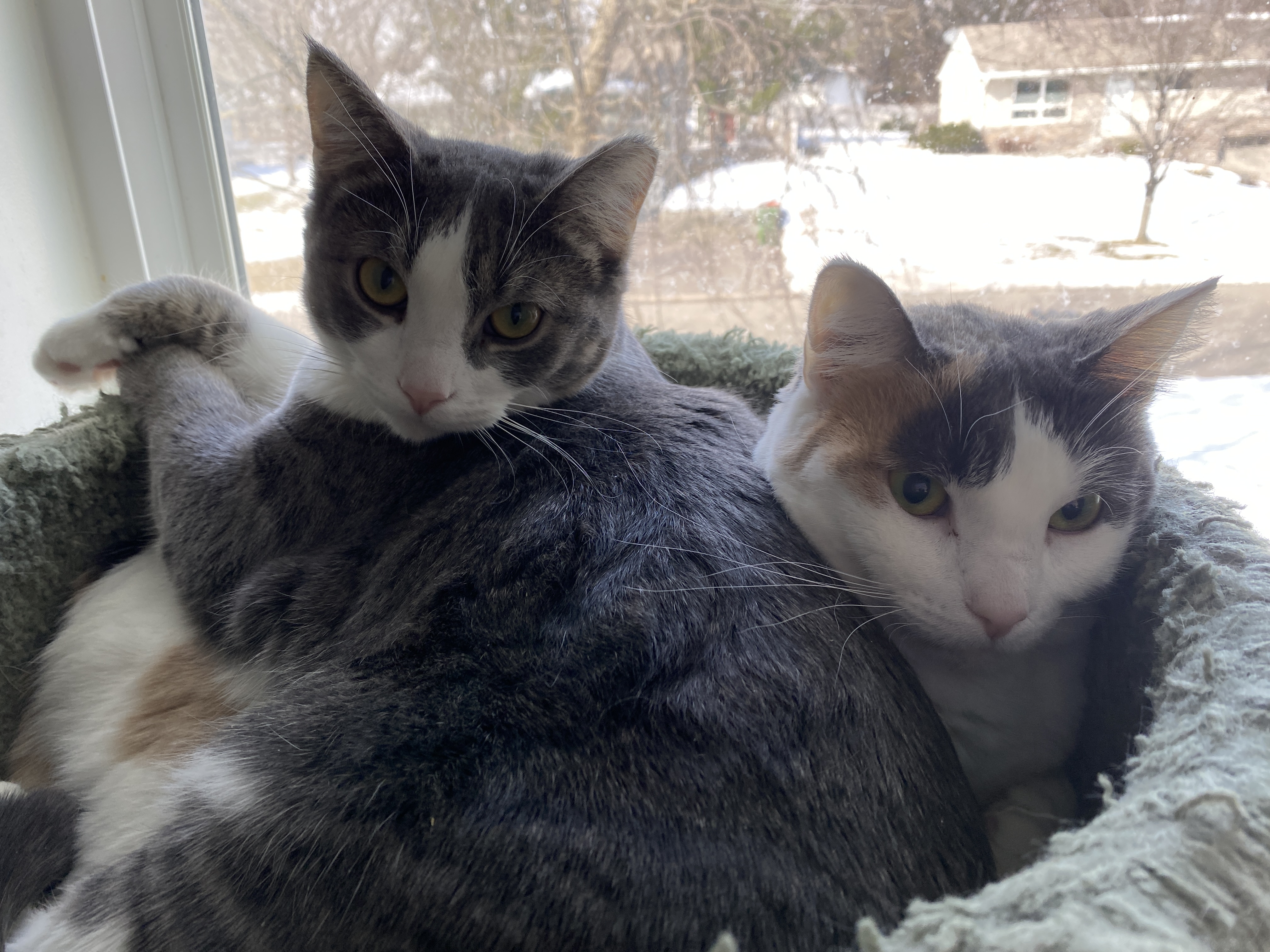 Enlarge Missy, a Adopted Domestic Short Hair in Crystal, MN image 2/6