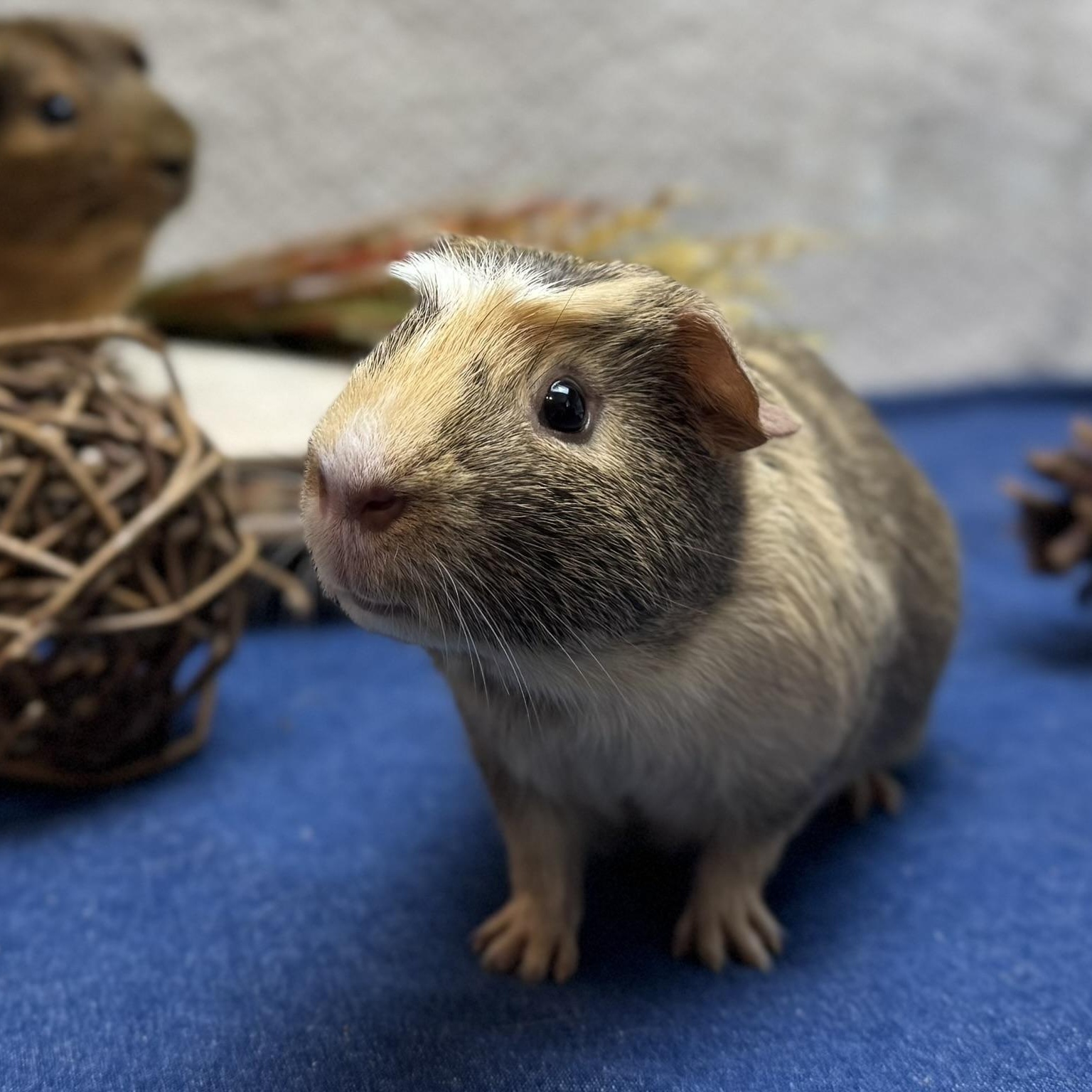 Enlarge Marshmallow (adoption pending), an adopted Short-Haired in Knoxville, TN image 1/1