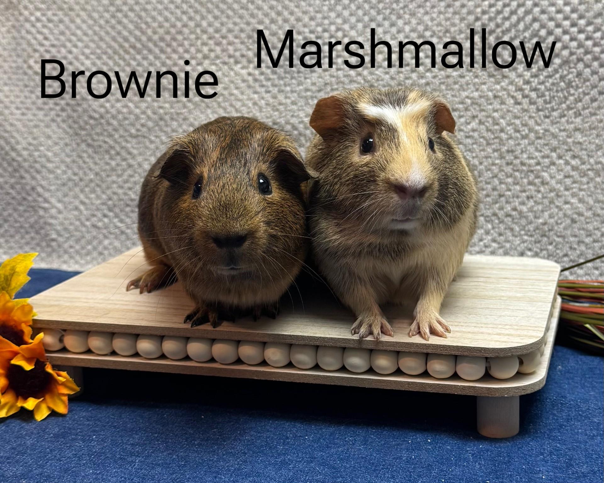 Marshmallow and Brownie 1
