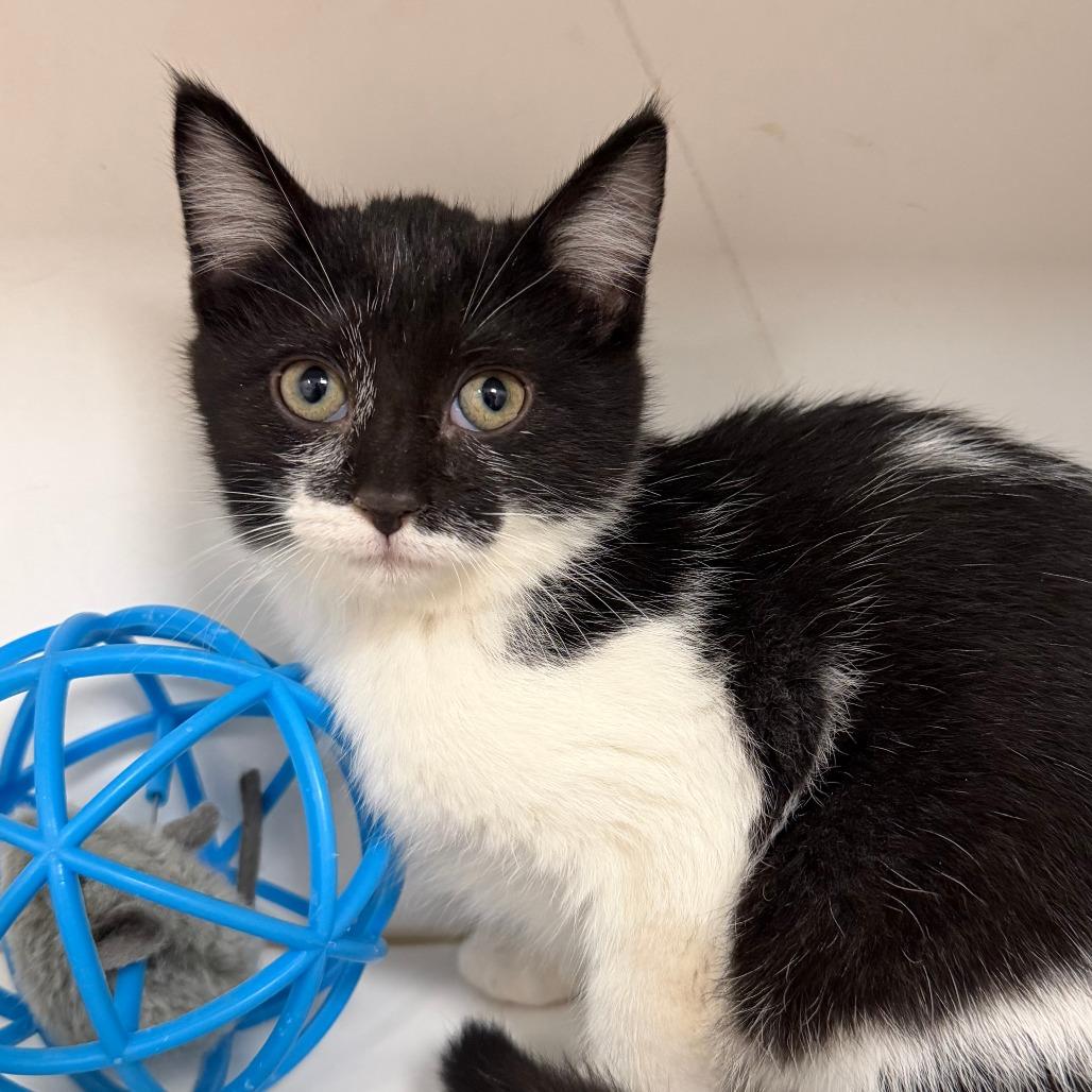 Porsche, Adoptable, Kitten Female Domestic Short Hair.