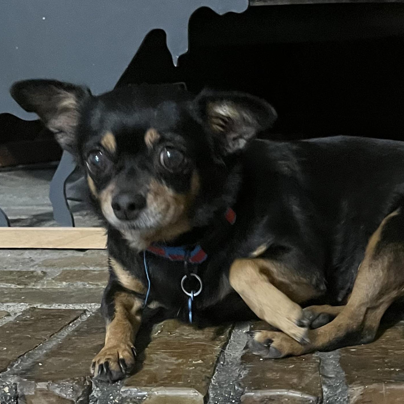 Smoochie, a Adoptable Chihuahua in Dallas, TX image 2/2