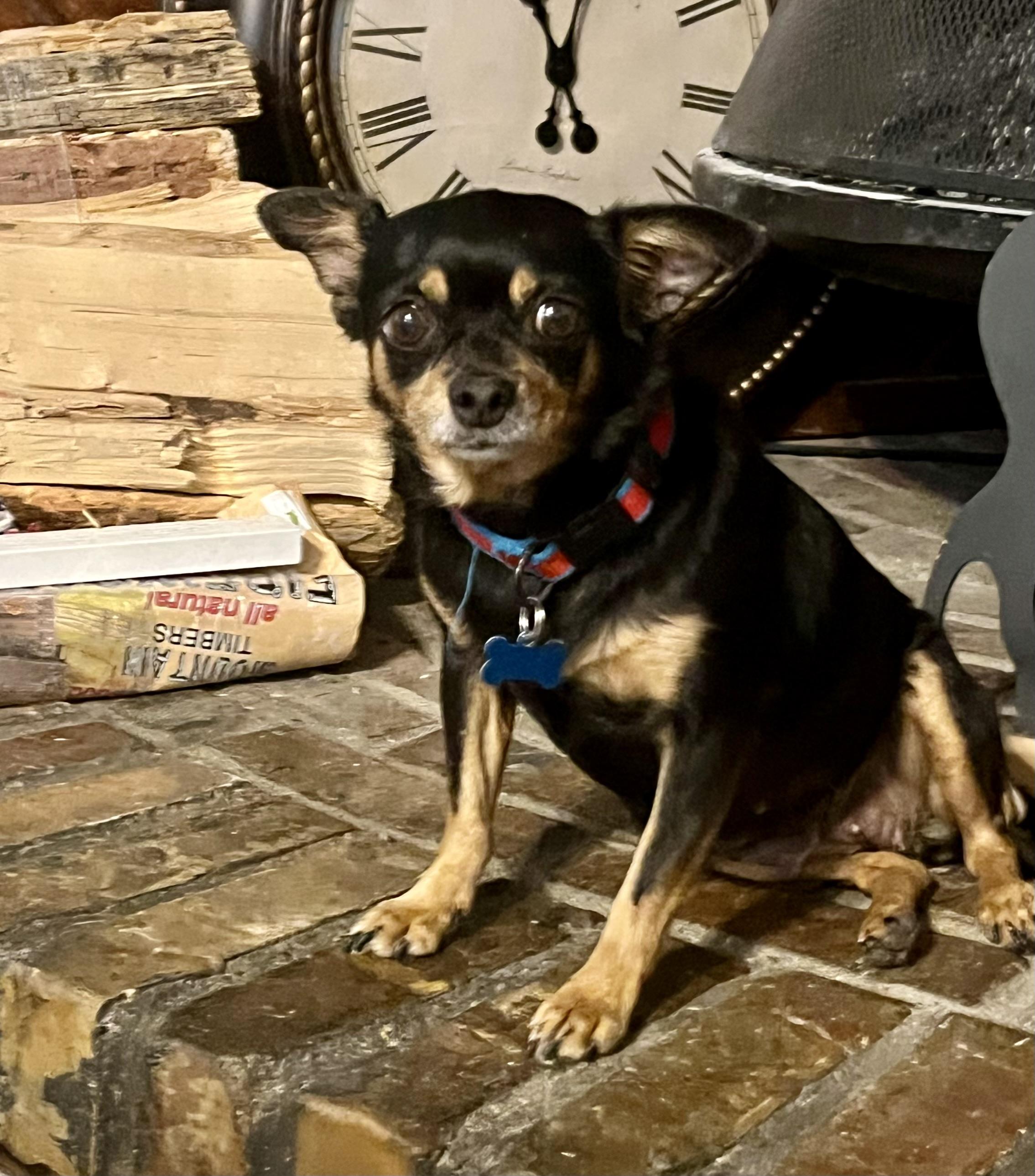 Smoochie, Adoptable, Senior Female Chihuahua.