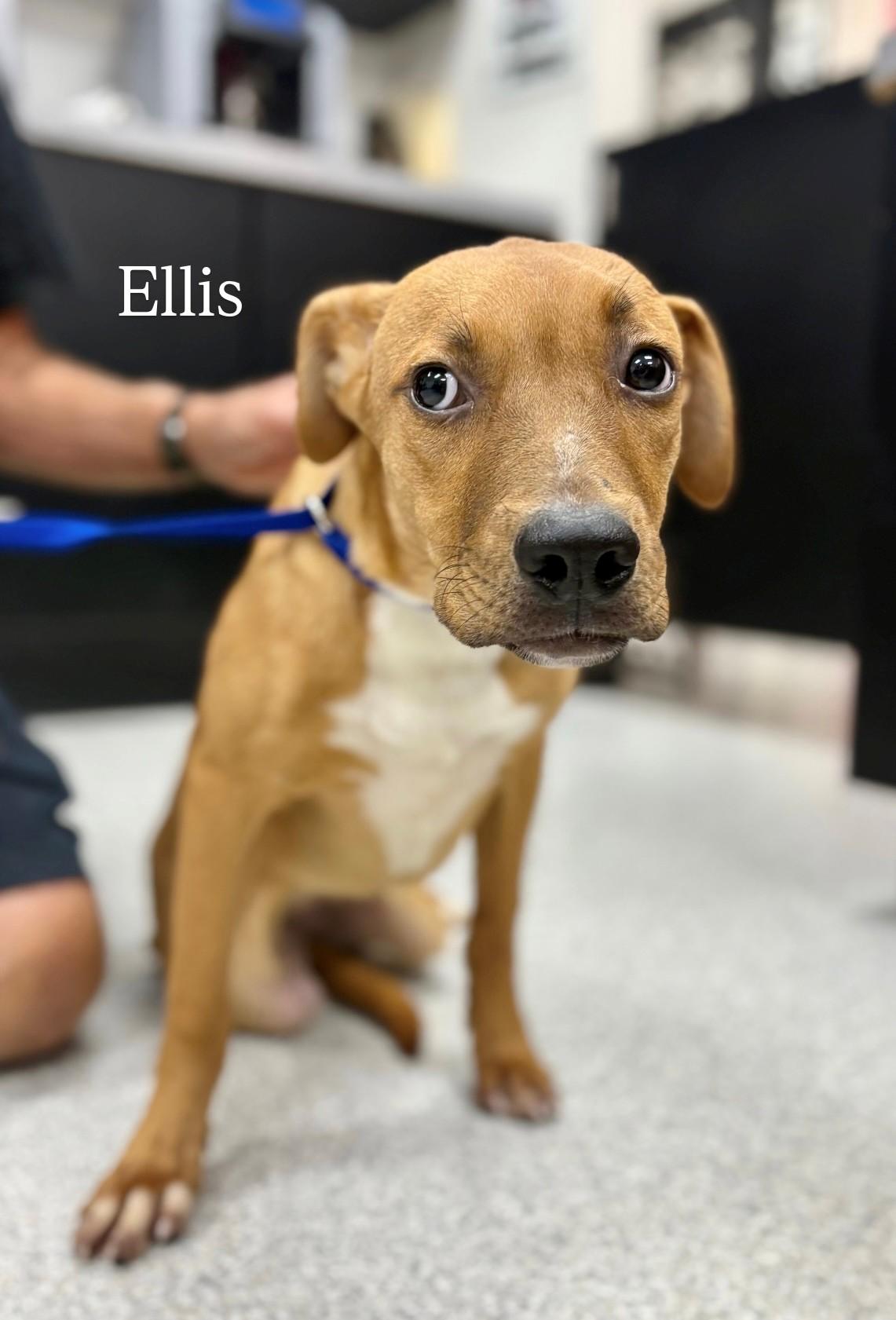 Ellis, an adoptable Pit Bull Terrier in Lake Havasu City, AZ, 86406 | Photo Image 1
