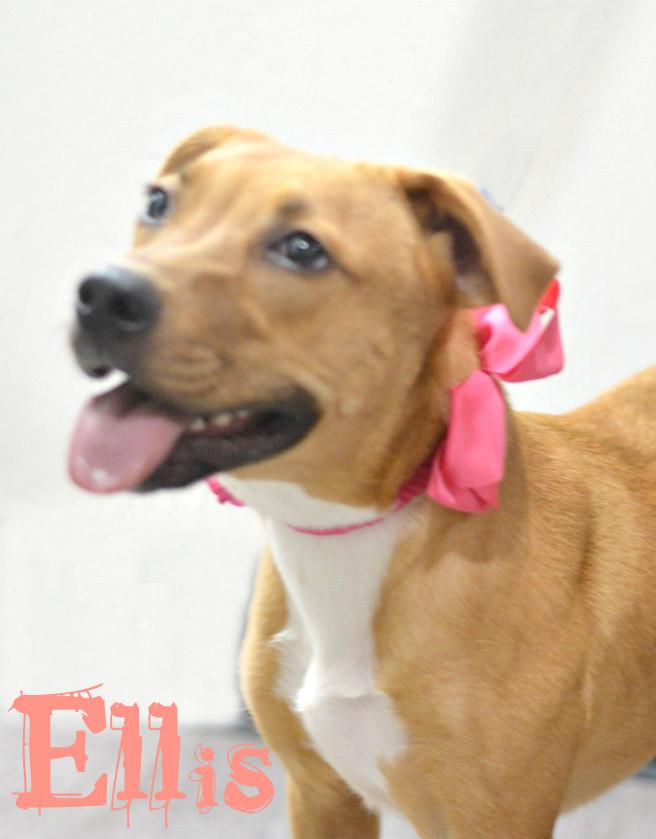 Ellis, Adoptable, Puppy Female Pit Bull Terrier.