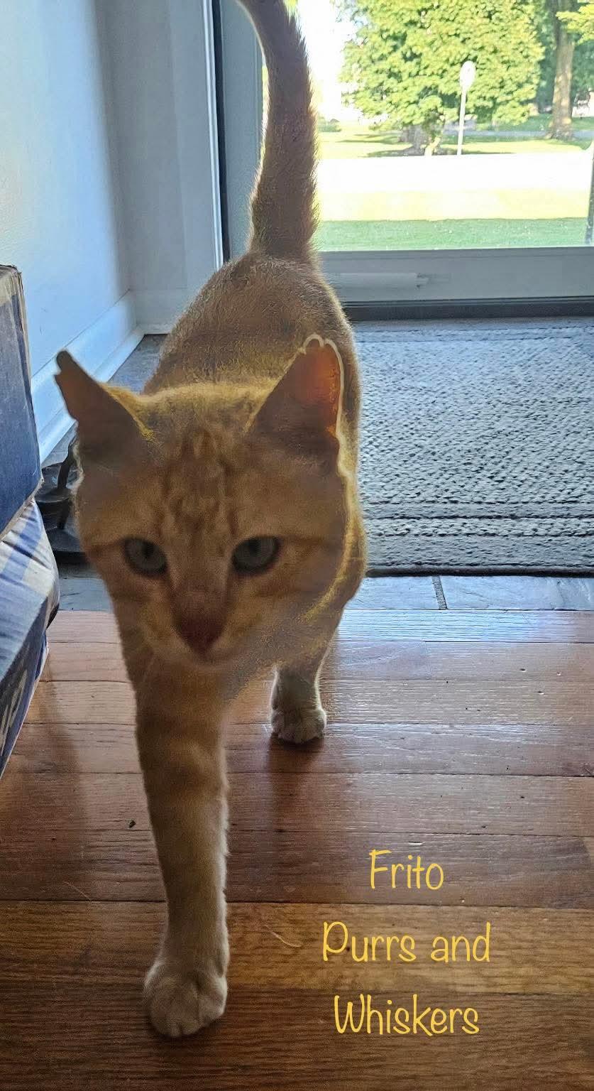 Enlarge Frito, a ADOPTABLE Domestic Short Hair in New Hartford, NY image 1/1