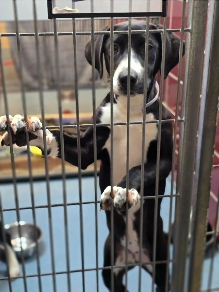 Enlarge Louise, a Adoptable mixed breed in Sedalia, CO image 1/6