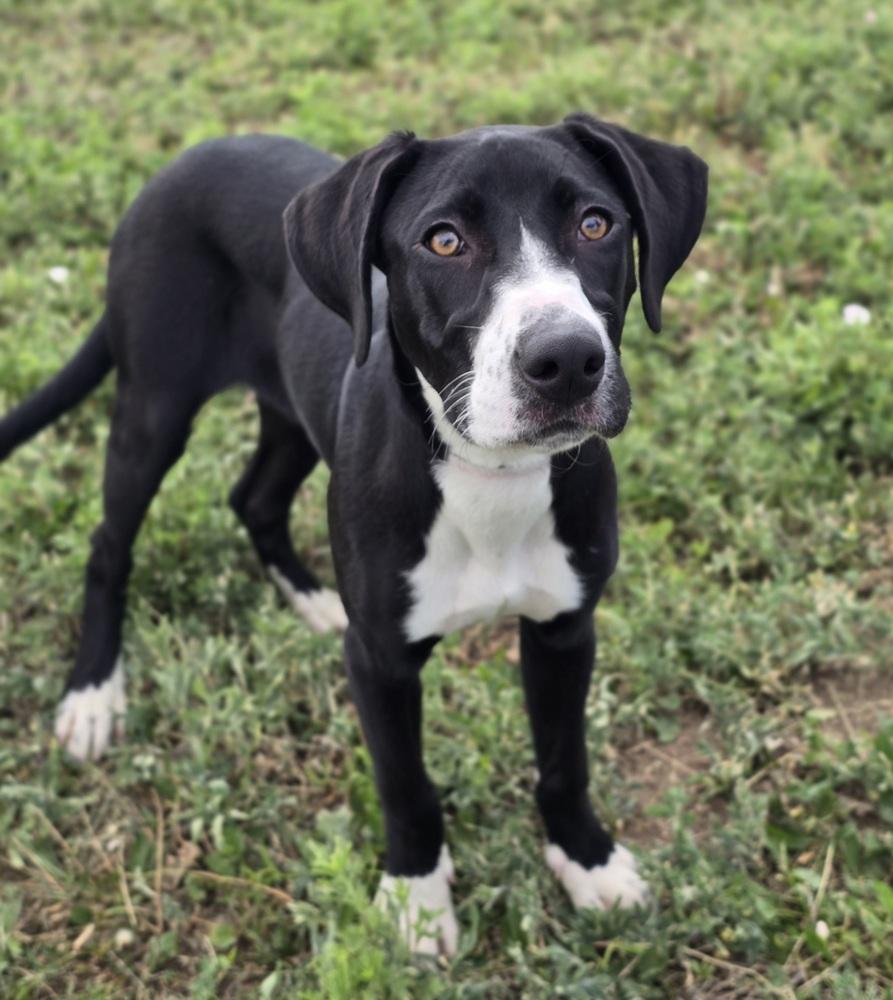 Enlarge Louise, a Adoptable mixed breed in Sedalia, CO image 2/6
