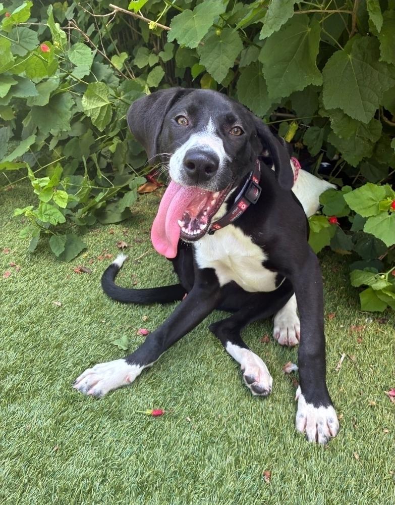 Enlarge Louise, a Adoptable mixed breed in Sedalia, CO image 4/6
