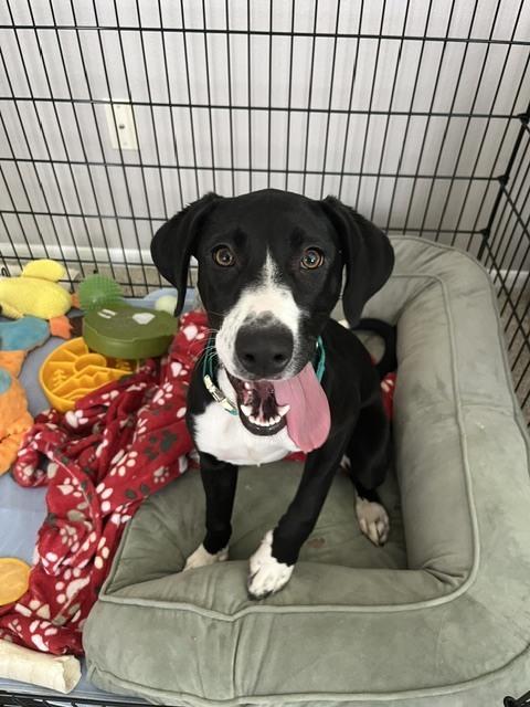 Enlarge Louise, a Adoptable mixed breed in Sedalia, CO image 5/6