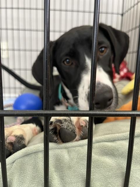 Enlarge Louise, a Adoptable mixed breed in Sedalia, CO image 6/6