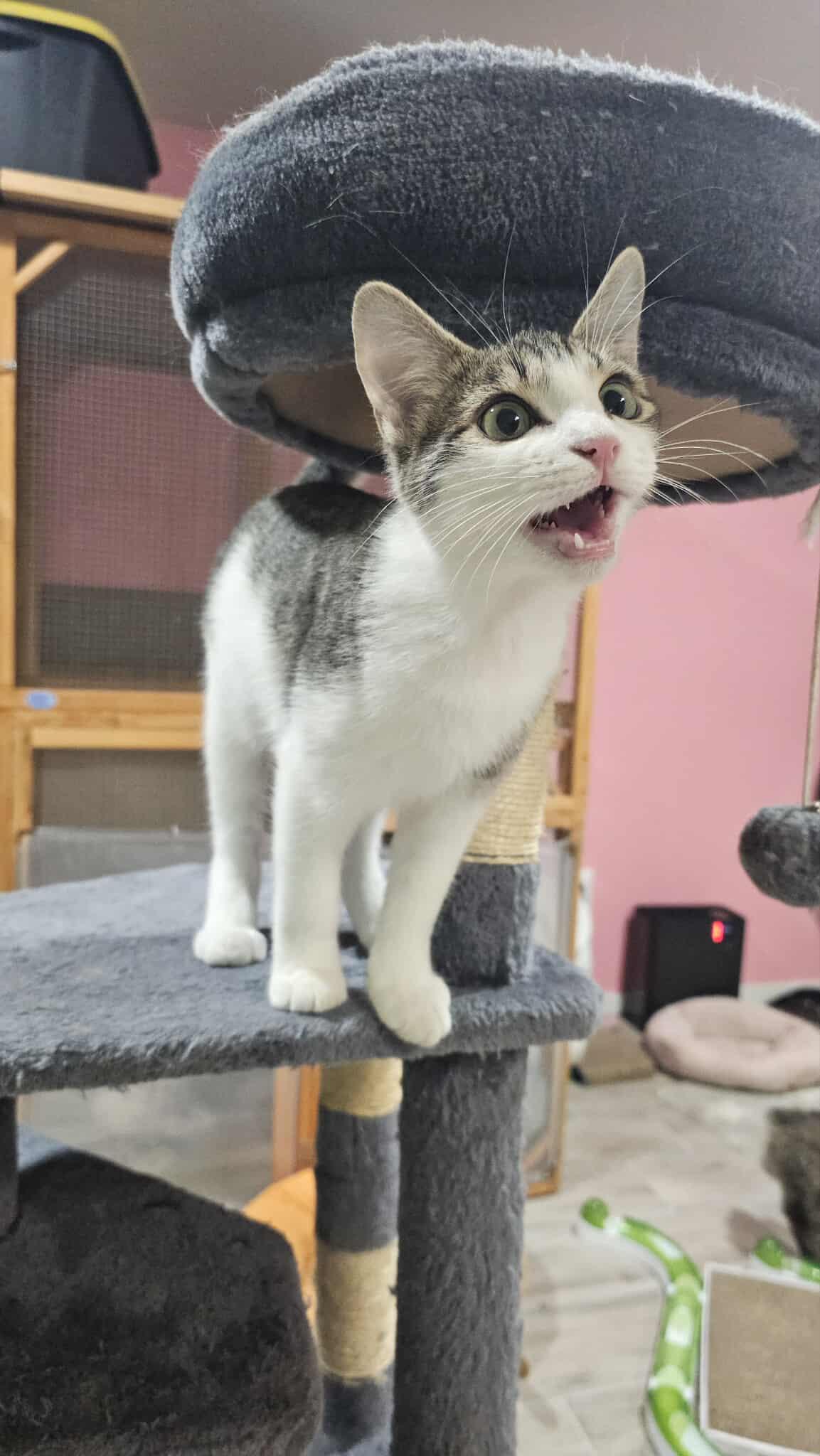 Enlarge Toulouse, a Adoptable mixed breed in Granite Shoals, TX image 1/1