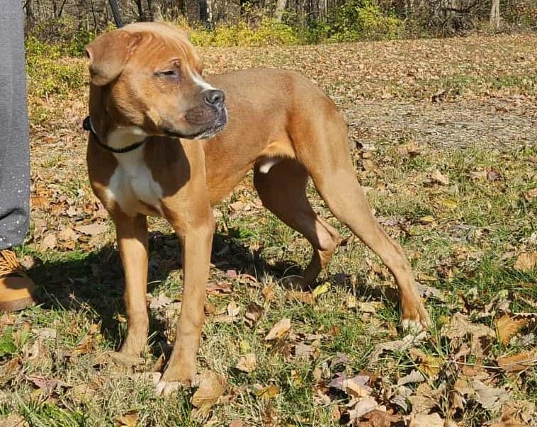 judge, Adoptable, Young Male Boxer.