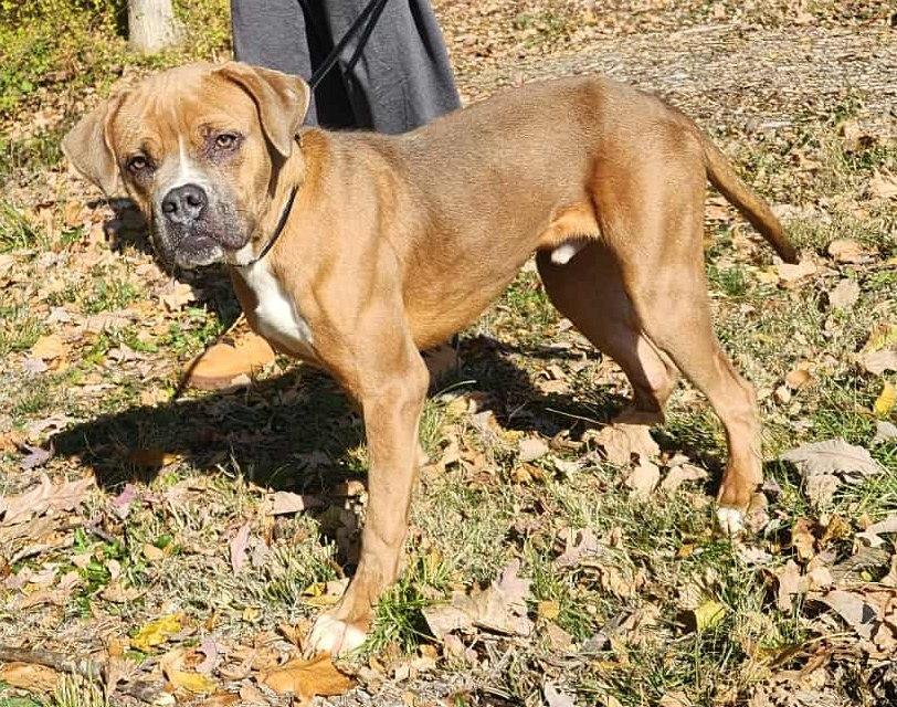 Enlarge judge, a Adoptable mixed breed in MARION, IN image 2/6