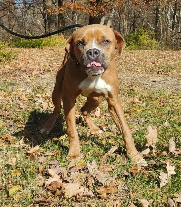 Enlarge judge, a Adoptable mixed breed in MARION, IN image 4/6