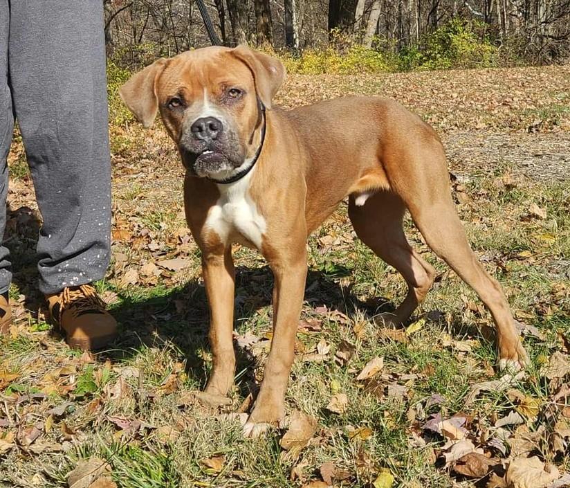Enlarge judge, a Adoptable mixed breed in MARION, IN image 5/6