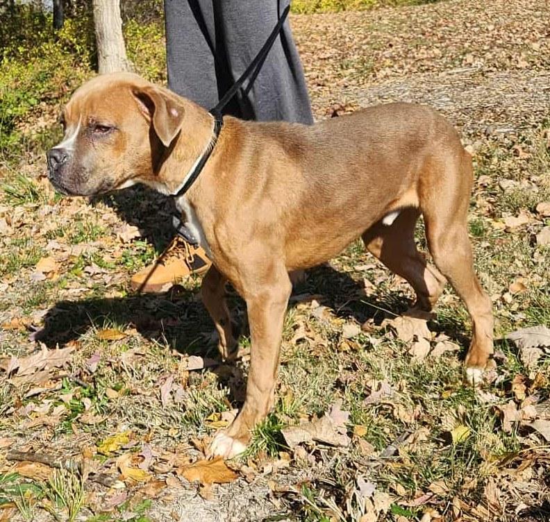 Enlarge judge, a Adoptable mixed breed in MARION, IN image 6/6