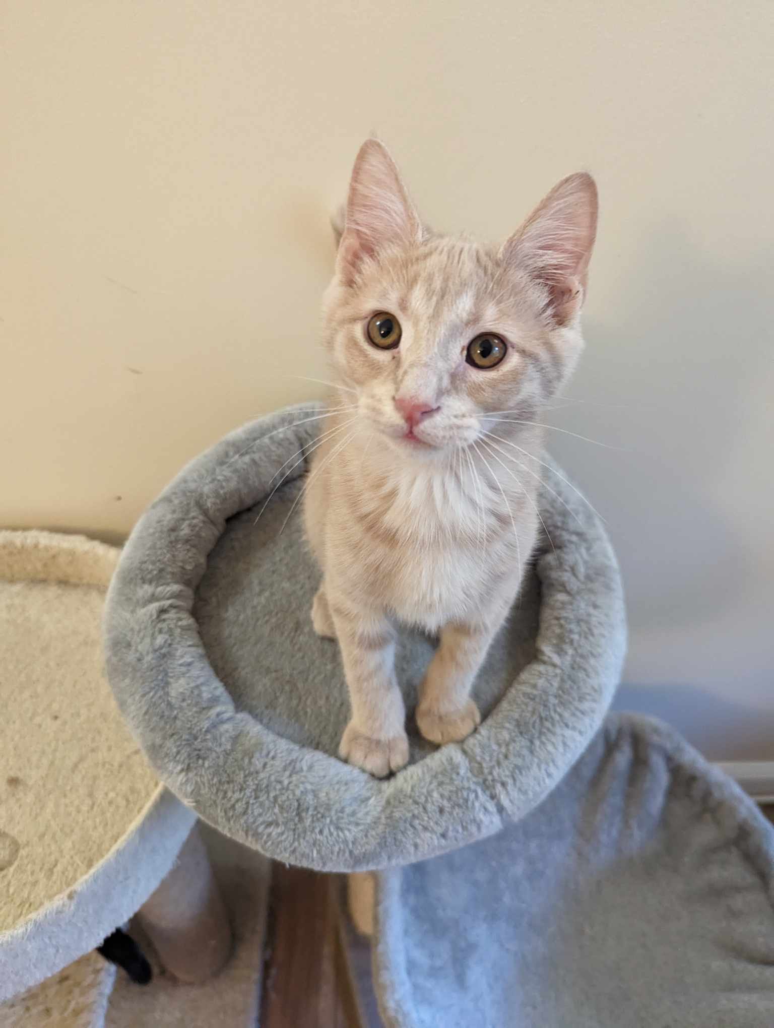 Butternut, Adopted, Kitten Male Domestic Short Hair.