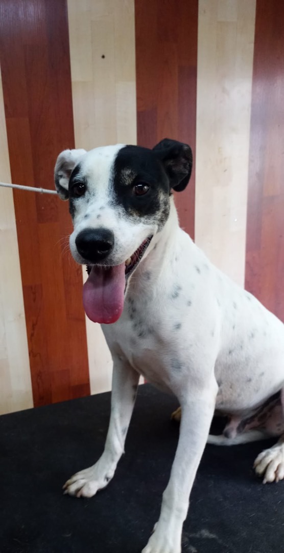 Enlarge Lucas, a Adoptable mixed breed in Milford, PA image 2/6