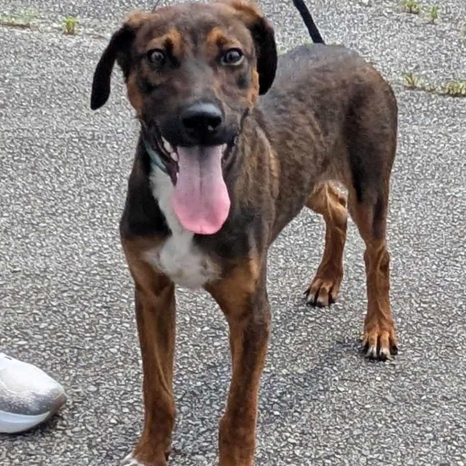 Todd, Young Male Mixed Breed