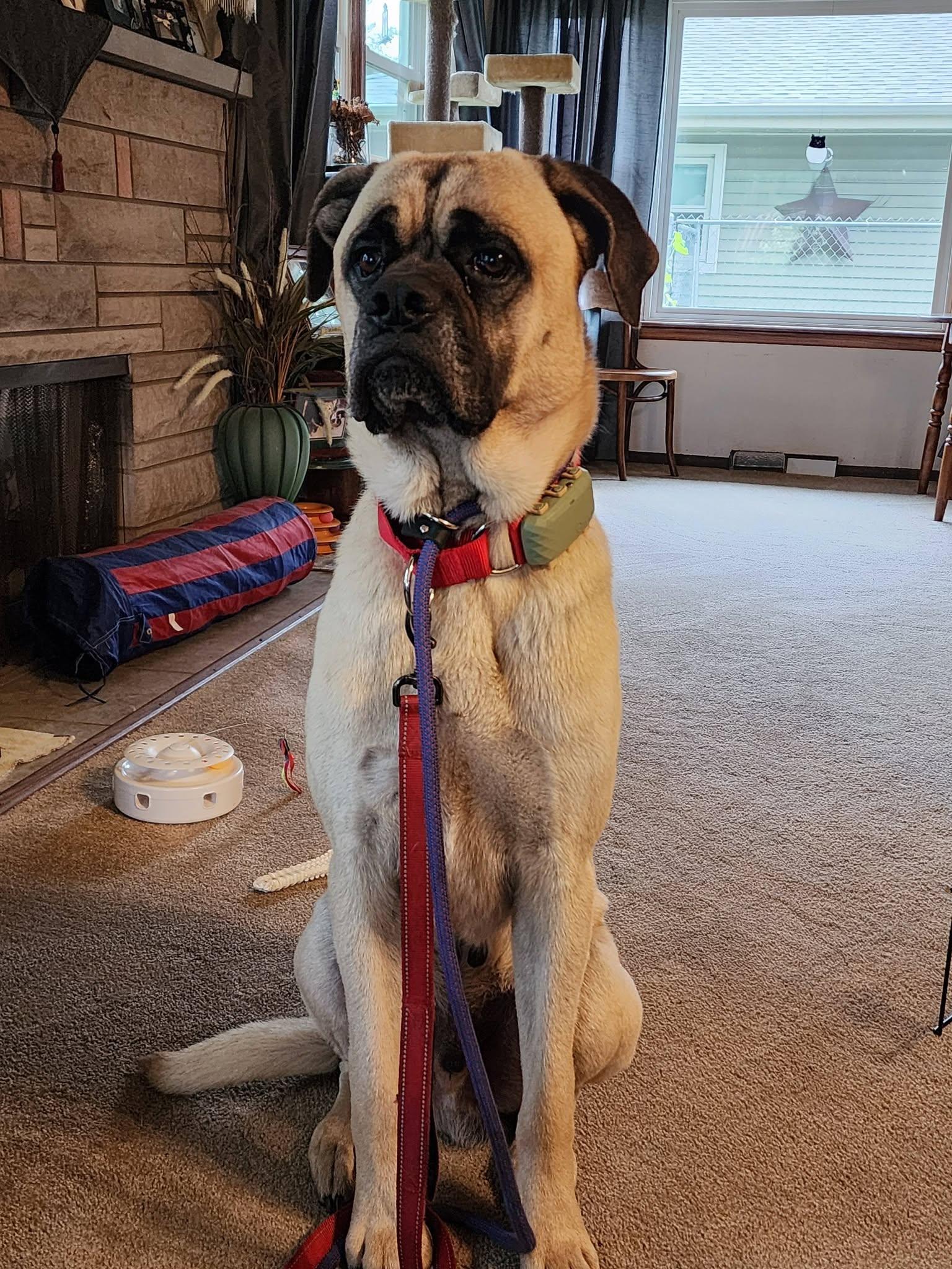 Enlarge Caesar, a ADOPTABLE mixed breed in Westville, IN image 1/1