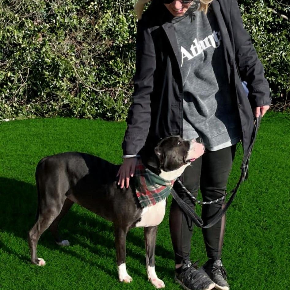 Velvet, a Adoptable mixed breed in Roswell, GA image 3/3