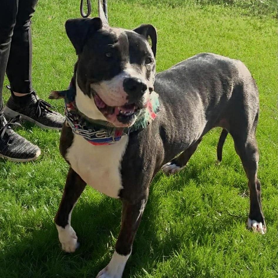 Velvet, Adoptable, Adult Female Pit Bull Terrier.